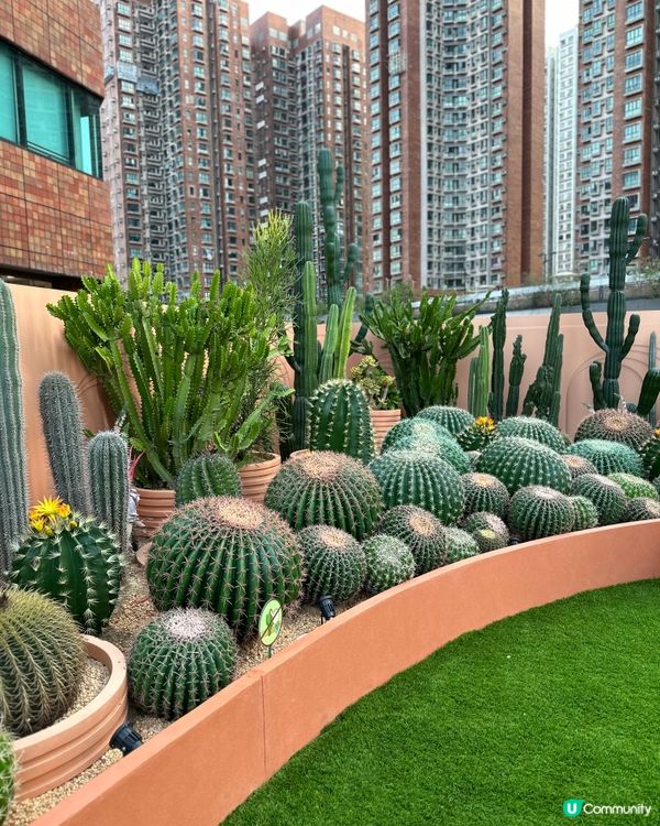 🌵沙田新城市綠洲，妍妍帶你唱遊仙人掌植物園❤️🥰