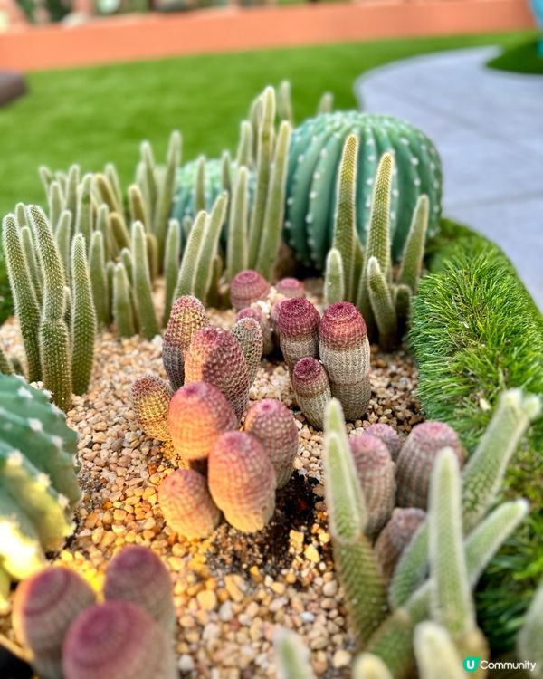 🌵沙田新城市綠洲，妍妍帶你唱遊仙人掌植物園❤️🥰