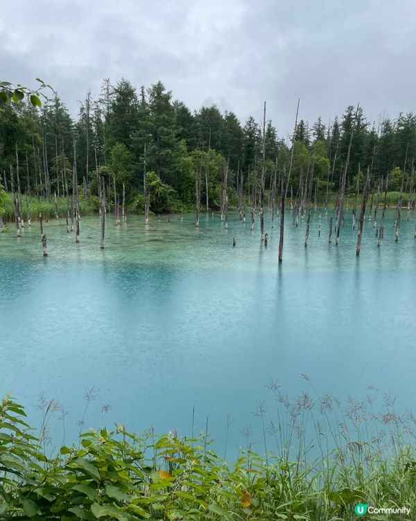好天下雨天，青池都一樣美