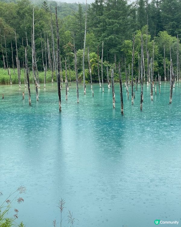 好天下雨天，青池都一樣美