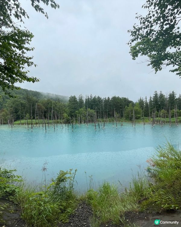 好天下雨天，青池都一樣美