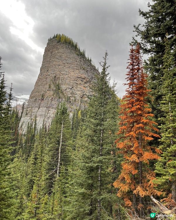 到加拿大，行山乃指定動作