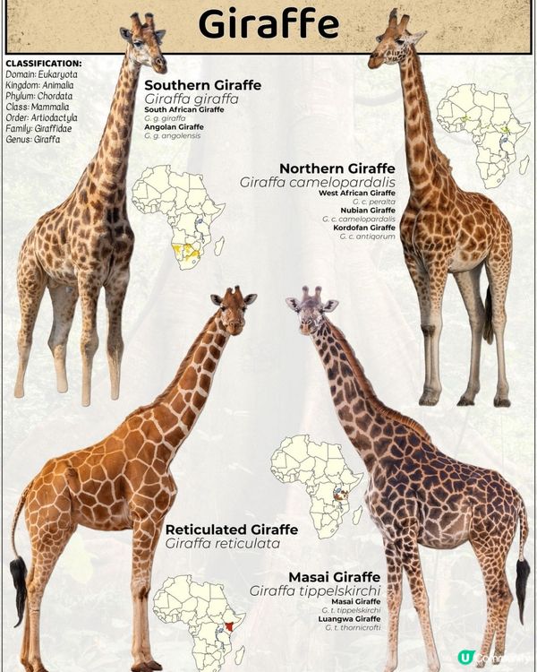 今日先知🦒長頸鹿🦒有四款！