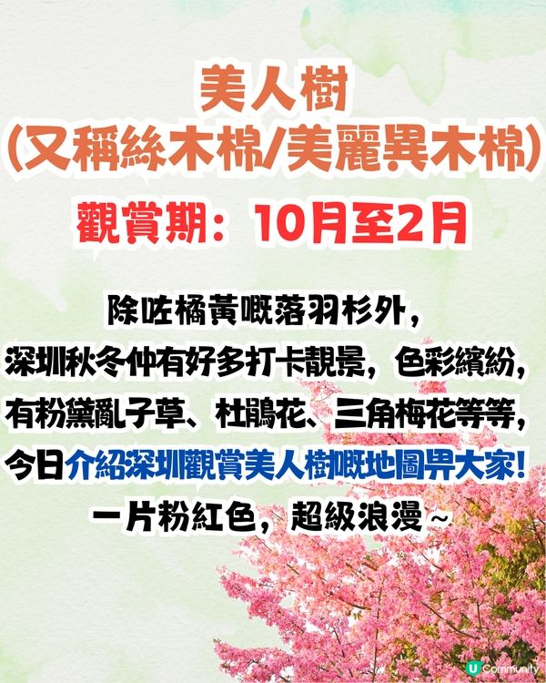 深圳浪漫美人樹攻略📸9大推介/粉紅色花海！附交通教學🚗