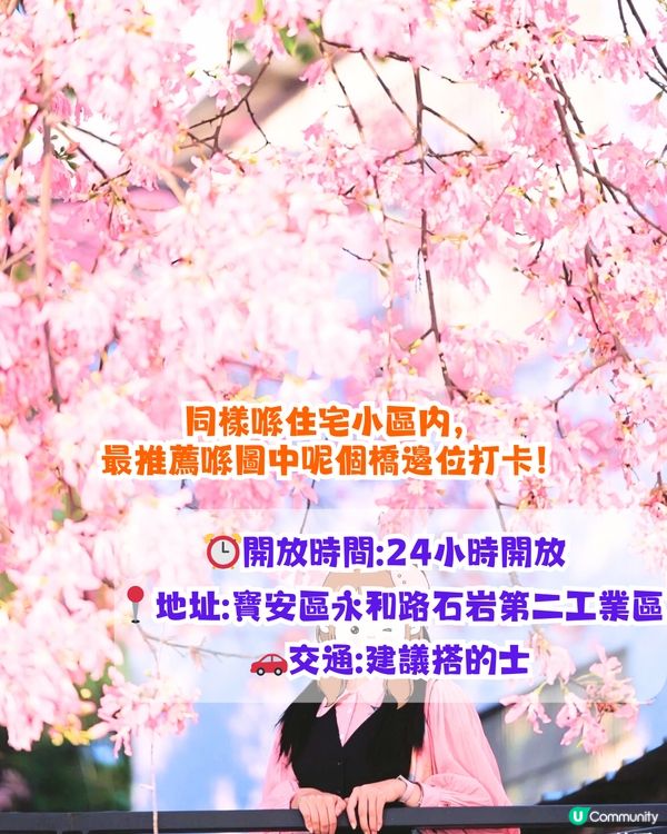 深圳浪漫美人樹攻略📸9大推介/粉紅色花海！附交通教學🚗