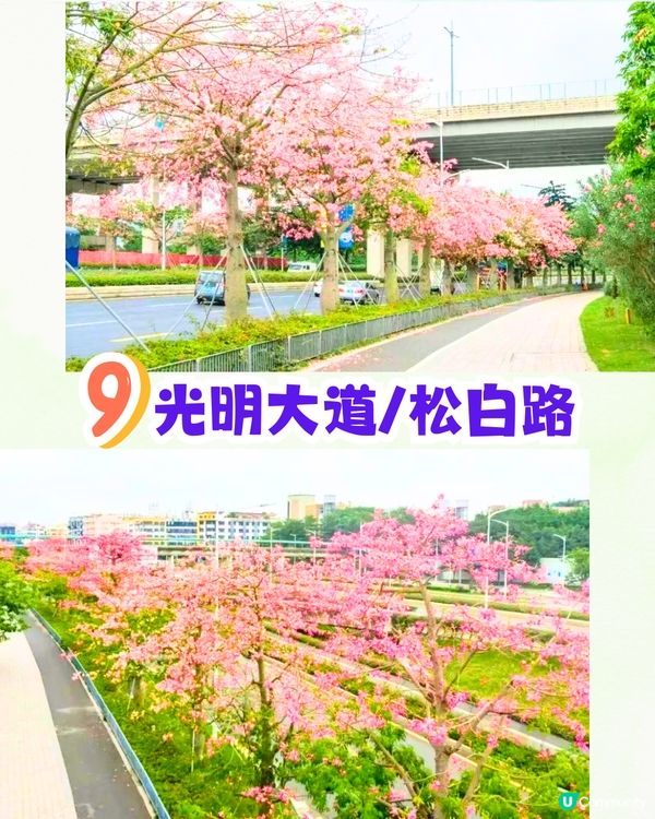 深圳浪漫美人樹攻略📸9大推介/粉紅色花海！附交通教學🚗