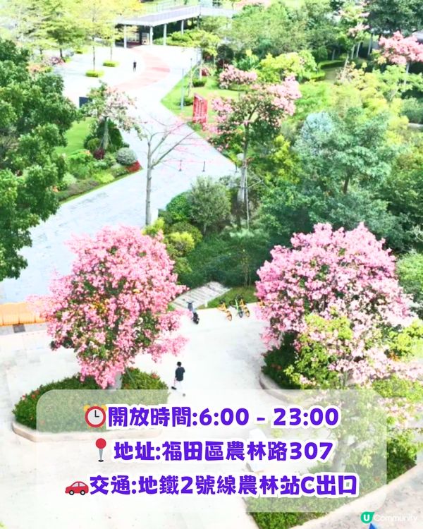 深圳浪漫美人樹攻略📸9大推介/粉紅色花海！附交通教學🚗