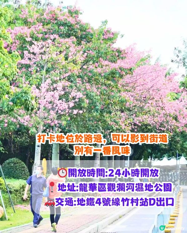 深圳浪漫美人樹攻略📸9大推介/粉紅色花海！附交通教學🚗