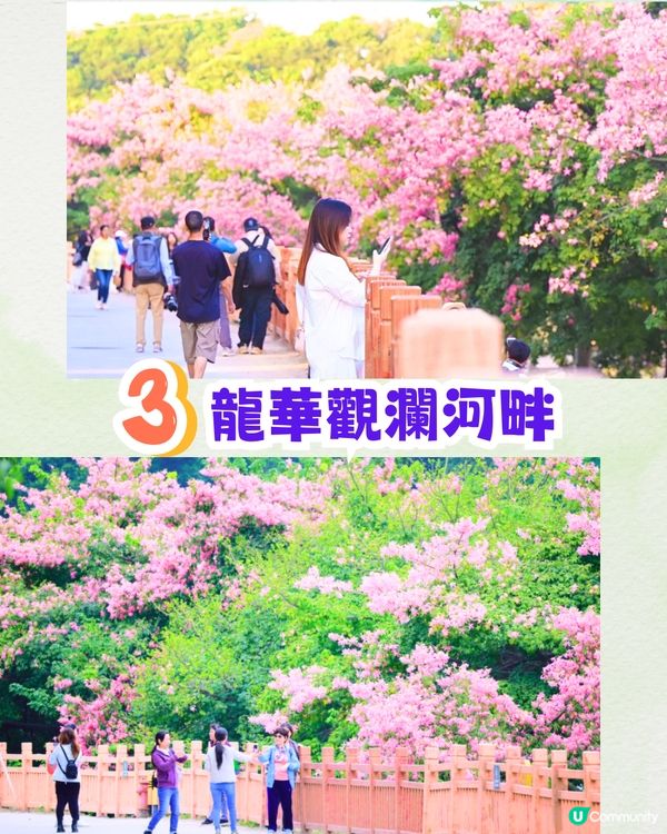 深圳浪漫美人樹攻略📸9大推介/粉紅色花海！附交通教學🚗