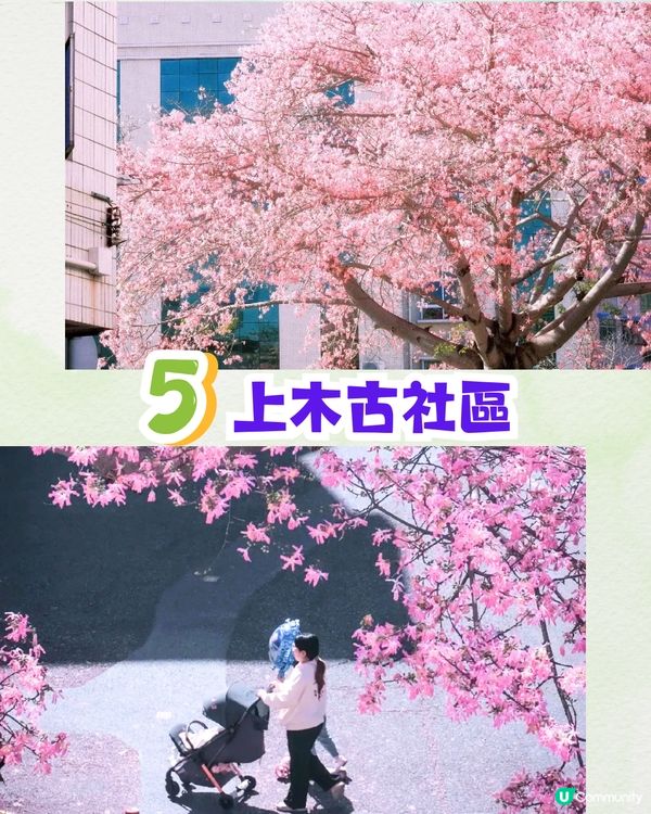 深圳浪漫美人樹攻略📸9大推介/粉紅色花海！附交通教學🚗