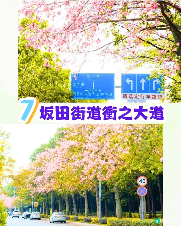 深圳浪漫美人樹攻略📸9大推介/粉紅色花海！附交通教學🚗