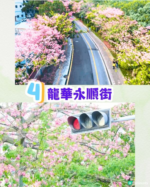 深圳浪漫美人樹攻略📸9大推介/粉紅色花海！附交通教學🚗