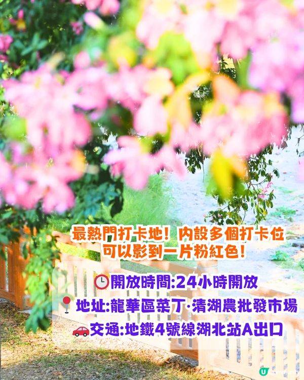 深圳浪漫美人樹攻略📸9大推介/粉紅色花海！附交通教學🚗