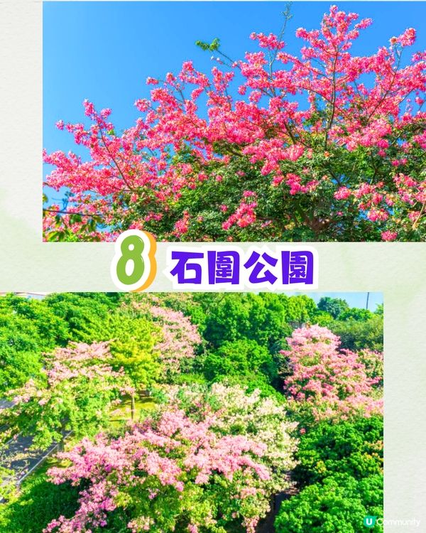 深圳浪漫美人樹攻略📸9大推介/粉紅色花海！附交通教學🚗