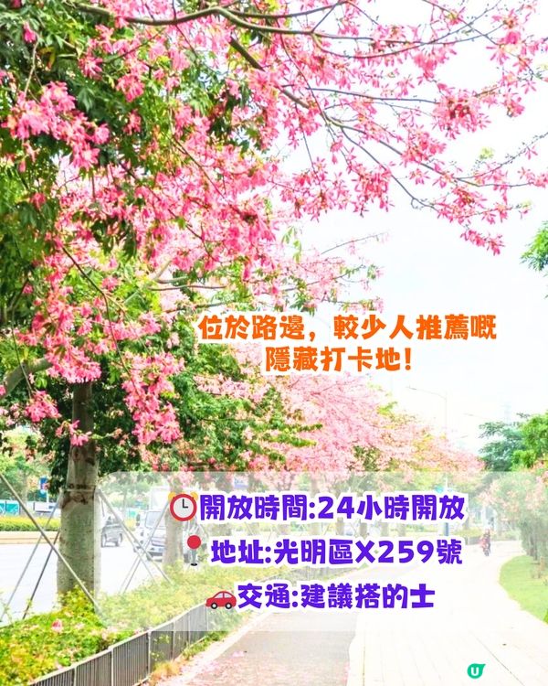深圳浪漫美人樹攻略📸9大推介/粉紅色花海！附交通教學🚗
