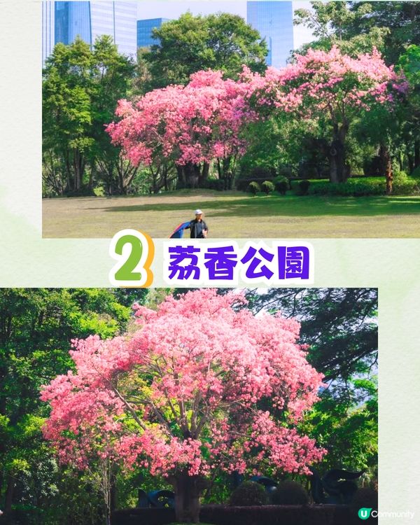 深圳浪漫美人樹攻略📸9大推介/粉紅色花海！附交通教學🚗