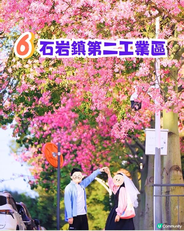 深圳浪漫美人樹攻略📸9大推介/粉紅色花海！附交通教學🚗