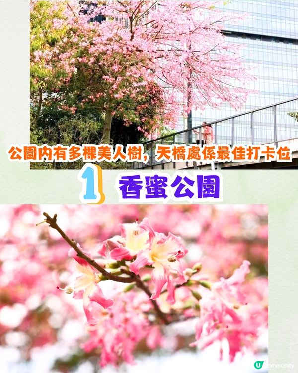 深圳浪漫美人樹攻略📸9大推介/粉紅色花海！附交通教學🚗