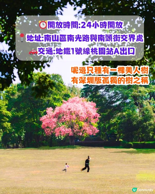 深圳浪漫美人樹攻略📸9大推介/粉紅色花海！附交通教學🚗