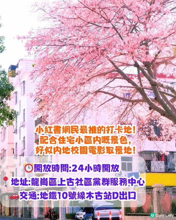 深圳浪漫美人樹攻略📸9大推介/粉紅色花海！附交通教學🚗