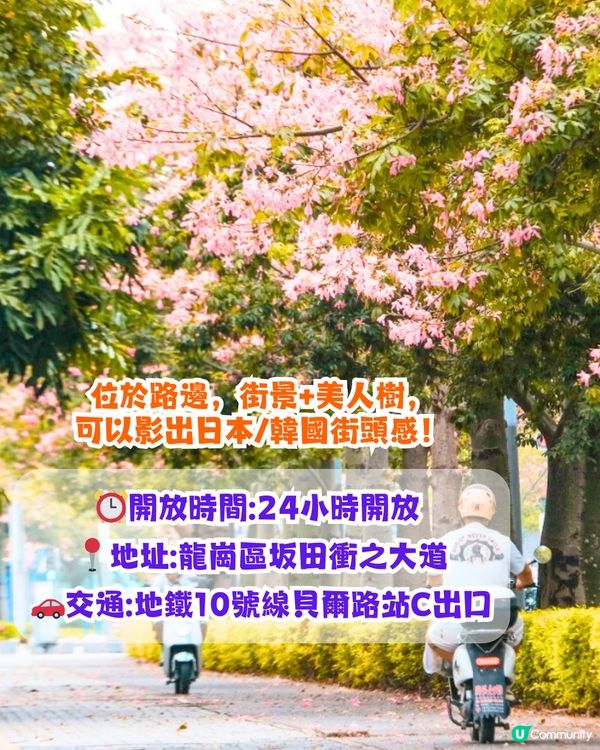 深圳浪漫美人樹攻略📸9大推介/粉紅色花海！附交通教學🚗