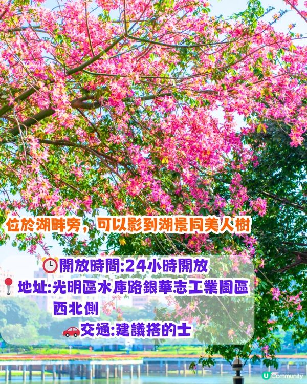 深圳浪漫美人樹攻略📸9大推介/粉紅色花海！附交通教學🚗