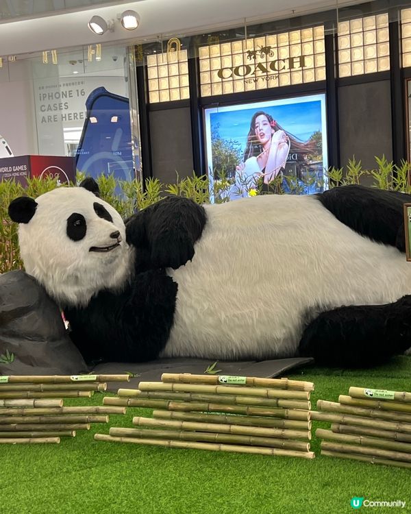 可愛嘅熊貓🐼🩷喺MOKO一齊開見面會！