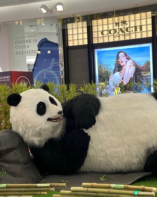 可愛嘅熊貓🐼🩷喺MOKO一齊開見面會！