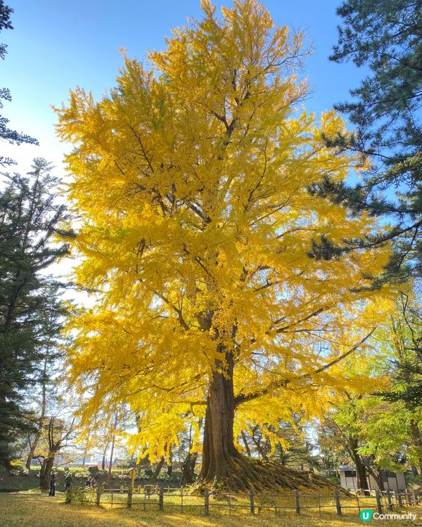 《🎌青森秋季遊🌾》弘前公園400歲銀杏樹🌼🏞️