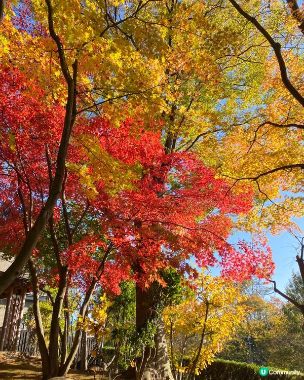 《🎌青森秋季遊🌾》弘前公園400歲銀杏樹🌼🏞️