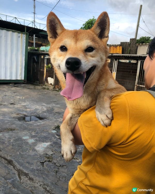 📎告示📰柴犬領養 有興趣請聯絡我 (真post) 