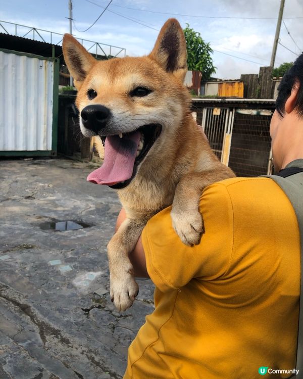 📎告示📰柴犬領養 有興趣請聯絡我 (真post) 