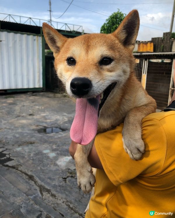 📎告示📰柴犬領養 有興趣請聯絡我 (真post) 