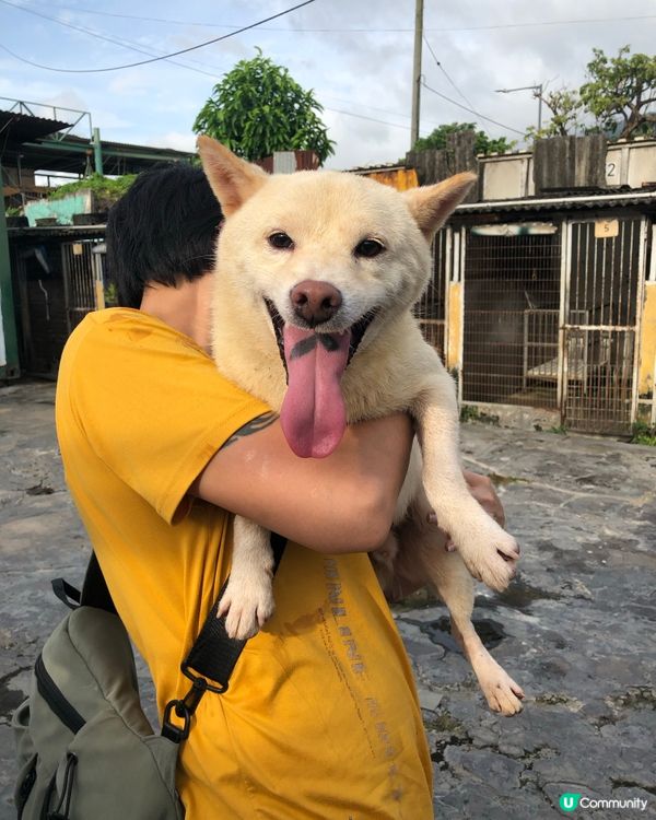 📎告示📰柴犬領養 有興趣請聯絡我 (真post) 