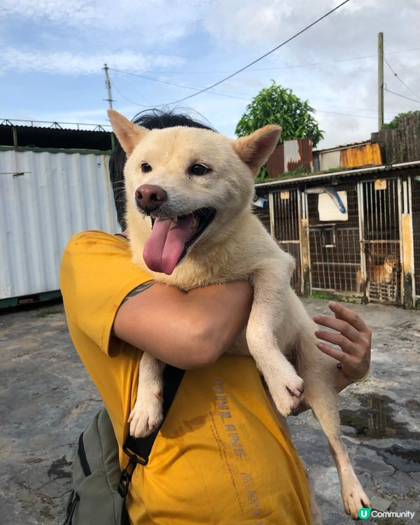 📎告示📰柴犬領養 有興趣請聯絡我 (真post) 