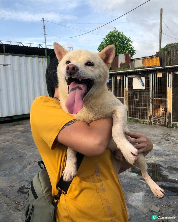 📎告示📰柴犬領養 有興趣請聯絡我 (真post) 