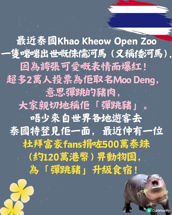 泰國cafe推出「彈跳豬」蛋糕😧網民：太逼真唔敢食🦛