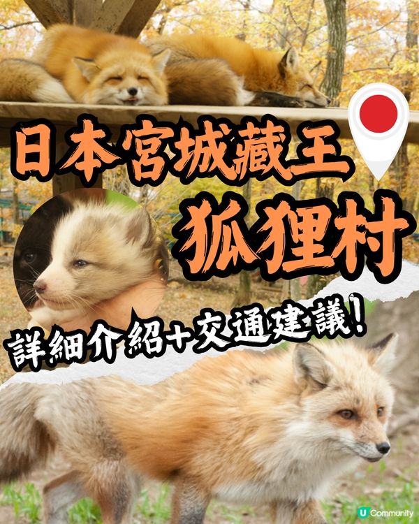 日本宮城藏王狐狸村🦊超詳細介紹+交通建議🚗過百隻放養仲可以抱抱😍⁉️