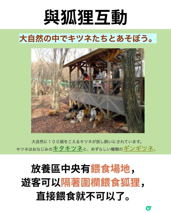 日本宮城藏王狐狸村🦊超詳細介紹+交通建議🚗過百隻放養仲可以抱抱😍⁉️