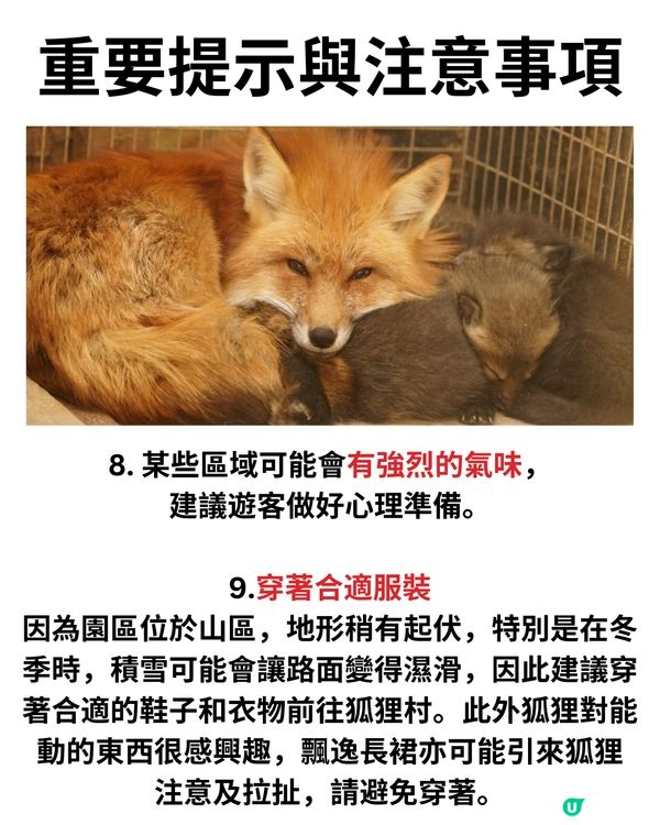 日本宮城藏王狐狸村🦊超詳細介紹+交通建議🚗過百隻放養仲可以抱抱😍⁉️