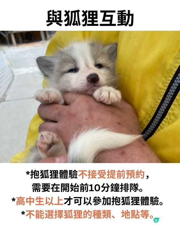 日本宮城藏王狐狸村🦊超詳細介紹+交通建議🚗過百隻放養仲可以抱抱😍⁉️