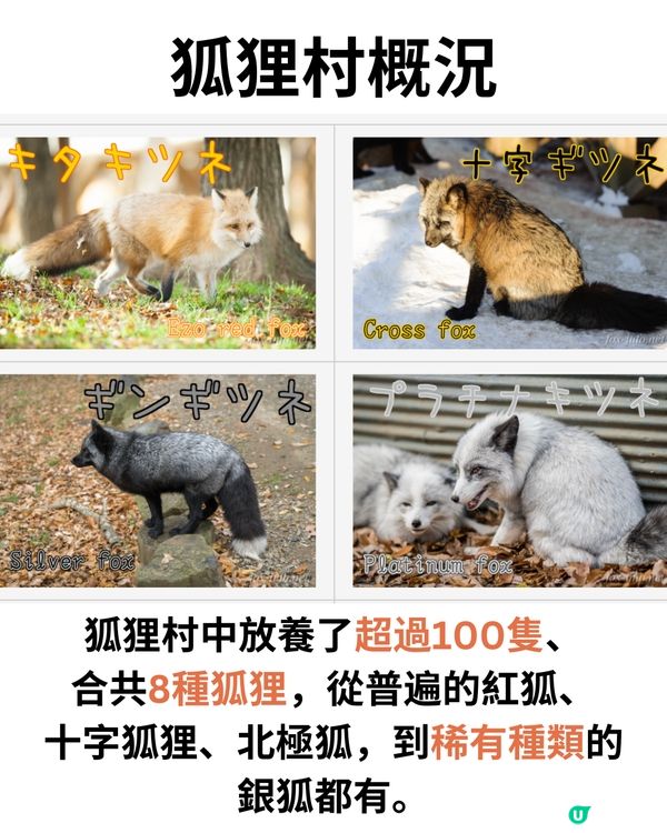 日本宮城藏王狐狸村🦊超詳細介紹+交通建議🚗過百隻放養仲可以抱抱😍⁉️