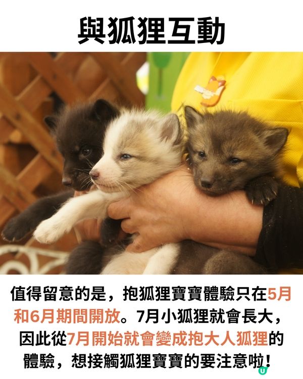 日本宮城藏王狐狸村🦊超詳細介紹+交通建議🚗過百隻放養仲可以抱抱😍⁉️