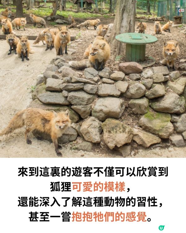 日本宮城藏王狐狸村🦊超詳細介紹+交通建議🚗過百隻放養仲可以抱抱😍⁉️