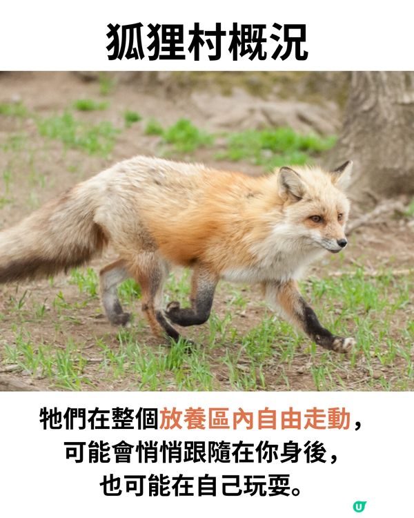 日本宮城藏王狐狸村🦊超詳細介紹+交通建議🚗過百隻放養仲可以抱抱😍⁉️