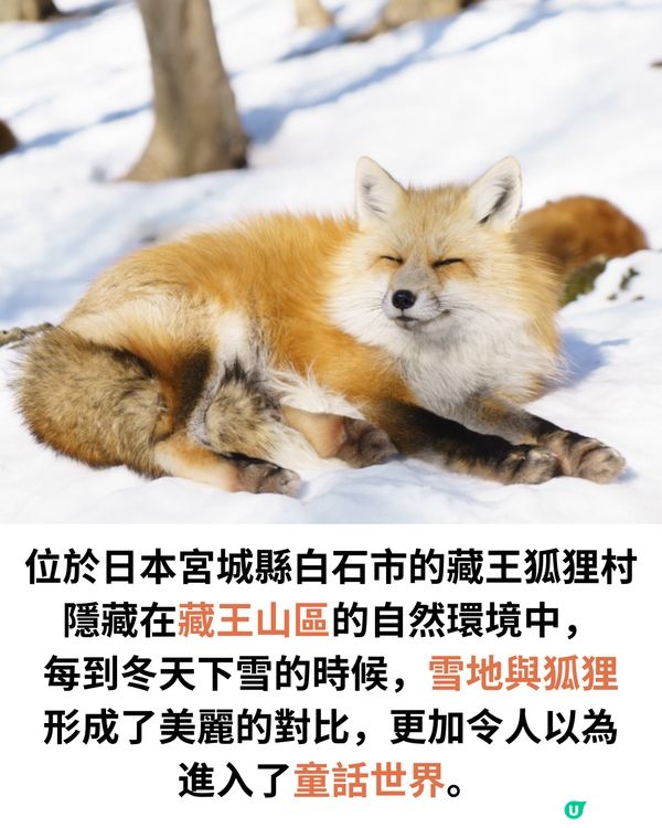 日本宮城藏王狐狸村🦊超詳細介紹+交通建議🚗過百隻放養仲可以抱抱😍⁉️