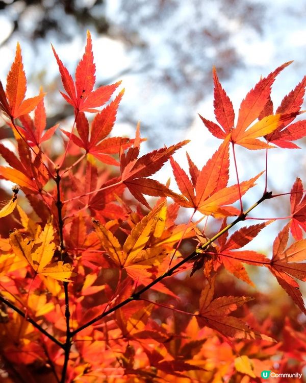 橫濱賞楓🍁三溪園🏯