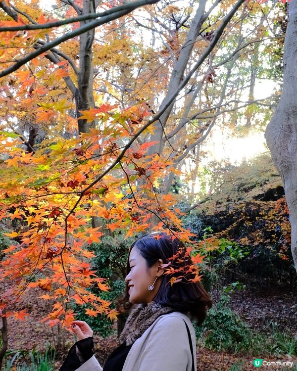 橫濱賞楓🍁三溪園🏯