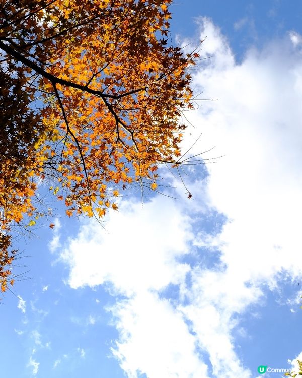 橫濱賞楓🍁三溪園🏯