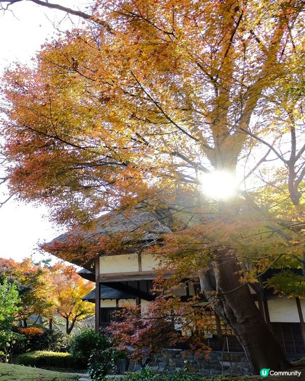 橫濱賞楓🍁三溪園🏯
